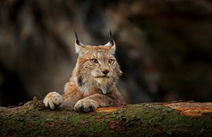 Lince nell’Alto Garda: l’emozionante video della fototrappola
