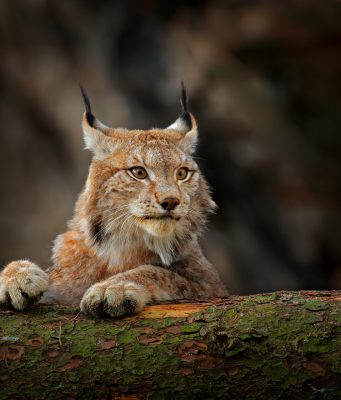 Lince nell’Alto Garda: l’emozionante video della fototrappola