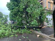 Alberi sradicati in tutta la città: in via XX settembre due piante sono pericolosamente appoggiate una sull’altra
