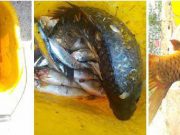 Pesce avariato e surgelati al caldo: la Polizia sequestra e distrugge tutto