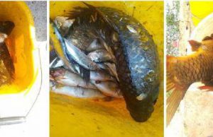 Pesce avariato e surgelati al caldo: la Polizia sequestra e distrugge tutto