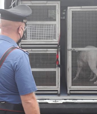 Va in vacanza e abbandona il cane al sole sul balcone