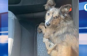 Cane salvato dalla Polizia stradale ora cerca casa