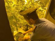 Tre serre di marijuana: sgominata impresa di famiglia dello spaccio