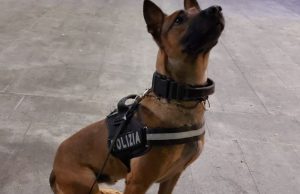 Operazione “città sicura”, in campo anche “Kimon”, cane antidroga: 4 denunciati