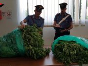 Piantagioni di marijuana: deferito in stato di libertà 27enne a Montirone