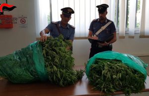 Piantagioni di marijuana: deferito in stato di libertà 27enne a Montirone
