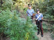 Arrestati 4 giovani coltivatori di marijuana a Erbusco