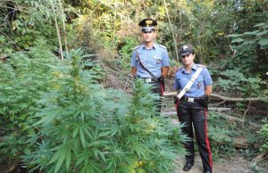 Arrestati 4 giovani coltivatori di marijuana a Erbusco