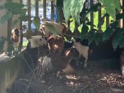Cinque caprette sui binari della stazione di Brescia, necessarie diverse ore per trovar loro una casa
