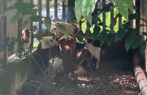 Cinque caprette sui binari della stazione di Brescia, necessarie diverse ore per trovar loro una casa