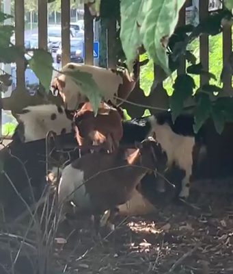 Cinque caprette sui binari della stazione di Brescia, necessarie diverse ore per trovar loro una casa