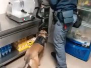 Chili di droga e 200mila euro in contanti, la Polizia blocca maxi business dello spaccio