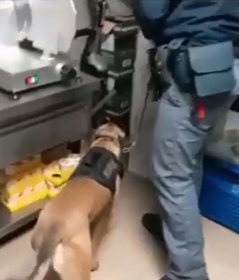 Chili di droga e 200mila euro in contanti, la Polizia blocca maxi business dello spaccio