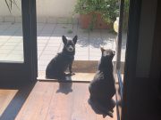 4 ottobre, Giornata mondiale degli animali. La richiesta di riduzione dell’Iva su spese veterinarie e alimentari