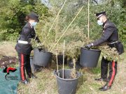 Maxi sequestro di marijuana sul Garda, scoperta una piantagione