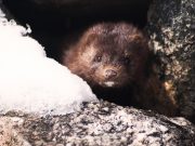 Covid: Speranza sospende l’attività degli allevamenti di visoni