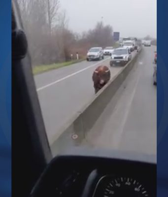 Un toro in tangenziale. Scappato da un allevamento è stato recuperato poco dopo