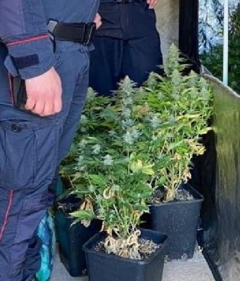 Da una parte i polli, dall’altra le piantine di marijuana. Arrestato allevatore