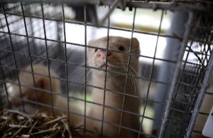 Regione Lombardia chiede la dismissione e la riconversione degli allevamenti di visoni