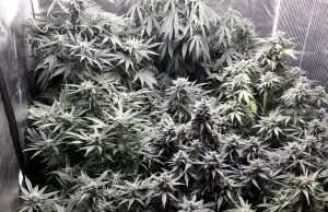 Serra di marijuana in casa, denunciato a Desenzano