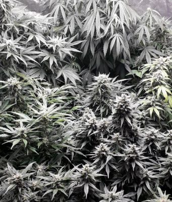 Serra di marijuana in casa, denunciato a Desenzano