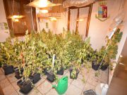 Chili di droga e una serra di marijuana, in manette due spacciatori serra-marijuana-spaccio