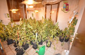 Chili di droga e una serra di marijuana, in manette due spacciatori serra-marijuana-spaccio