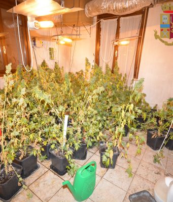 Chili di droga e una serra di marijuana, in manette due spacciatori serra-marijuana-spaccio