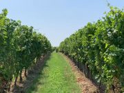 Brescia al sesto posto nazionale nella ‘Dop economy’