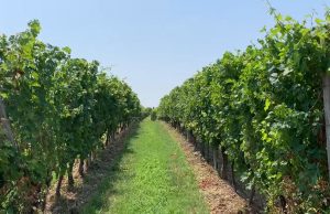 Brescia al sesto posto nazionale nella ‘Dop economy’