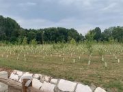 Il “Bosco delle api” per dare nuovo respiro a Flero