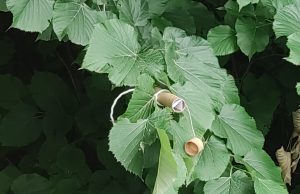 Nuovi rilasci di vespa samurai nel bresciano