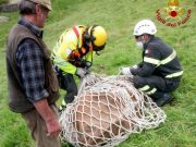 Mucche in difficoltà in alta quota, salvate dall’elicottero