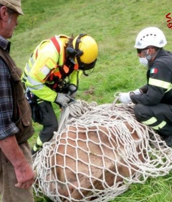Mucche in difficoltà in alta quota, salvate dall’elicottero