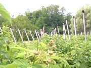 11 milioni per gli investimenti alle aziende agricole bresciane