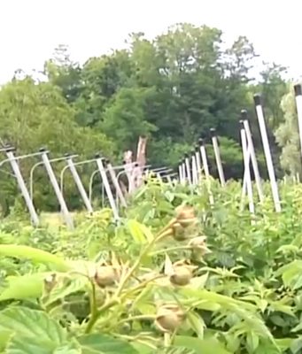 11 milioni per gli investimenti alle aziende agricole bresciane
