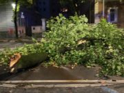 Maltempo, ramo ostruisce la strada in via XX Settembre