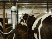 Export agroalimentare in positivo a Brescia