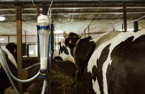 Export agroalimentare in positivo a Brescia