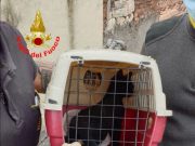 Gattino intrappolato nella canna fumaria. Lo salvano i Vigili del Fuoco