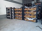 Trasportavano carne al caldo. Multati