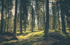 2,5 milioni di euro per nuovi spazi verdi nel bresciano