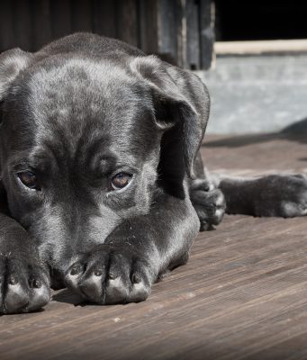 “Un buono per la felicità” a chi adotta cani e gatti abbandonati