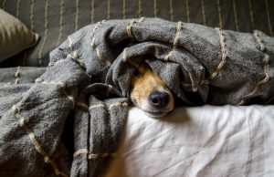 Natale, Oipa: “Gli animali non sono oggetti da regalare”