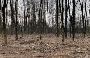 Iniziati i lavori forestali al Parco delle Colline