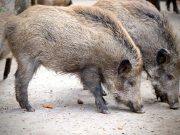 Peste suina, Rolfi chiede attenzione per gli avanzi di cibo