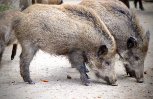 Peste suina, Rolfi chiede attenzione per gli avanzi di cibo