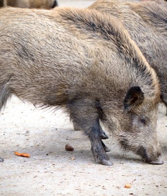Peste suina, Rolfi chiede attenzione per gli avanzi di cibo