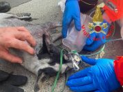 Casa in fiamme, i pompieri salvano un cane intrappolato